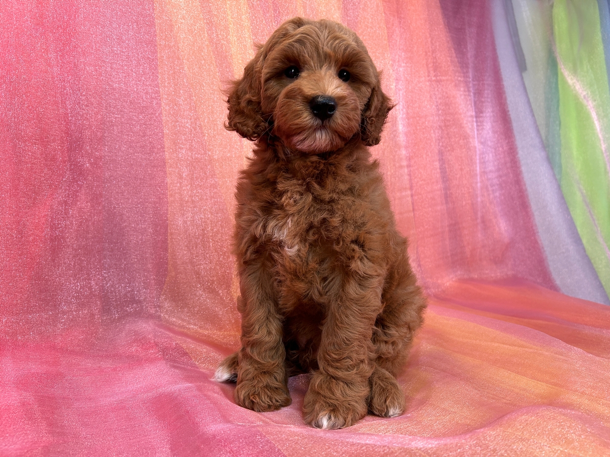 Dark Red Cockapoo Puppy for Sale DOB 3-23-2024